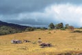 Decaying Ruins Of Old Homestead And Shed On A Deserted Australian Dairy Farm In Economic Ruin Royalty Free Stock Photo