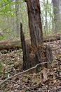 Decaying stump in the forest