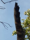 When a decaying tree is artistically caught on camera