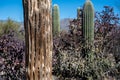 Decaying Trunk of A Sagaruo Cactus With Living Cactus In The Background