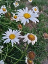 Decaying White Daisy Flowers