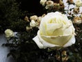 decaying white rose