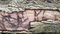 Decaying wood log with termite or beetle or worm damage