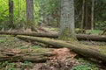 Decaying wood in natural untouched forest