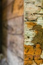 Decaying wood termites Royalty Free Stock Photo