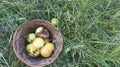 Decaying wrinkled apples in an old clay bowl