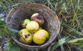 Decaying wrinkled apples in an old clay bowl