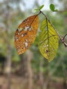 The decaying yellow, green leaves, fall , branches , tree, the end of life, death is coming Royalty Free Stock Photo