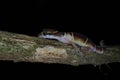 Deccan banded gecko resting on branch of tree