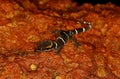 Deccan Banded Gecko, Cyrtodactylus deccanensis at Amboli Ghats,