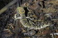 Deccan banded gecko in forest