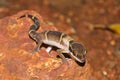 Deccan Banded Gecko & x28;Geckoella deccanensis& x29; Royalty Free Stock Photo