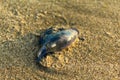 blue sea jellyfish on the beach at sunset