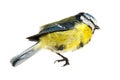 Deceased blue tit Royalty Free Stock Photo