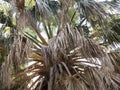 Deceased coconut palm tree krone with dry green wedge shaped leaves on clear blue sky