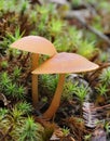 Deceiver Fungi Royalty Free Stock Photo