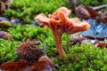 The Deceiver (Laccaria laccata) on the forest floor Royalty Free Stock Photo