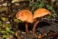 Deceiver Mushroom - Laccaria laccata Royalty Free Stock Photo