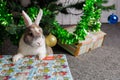 December 15, 2022 Balti, Moldova. Cute beautiful domestic rabbit under the Christmas tree. Background