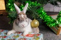 December 15, 2022 Balti, Moldova. Cute beautiful domestic rabbit under the Christmas tree. Background