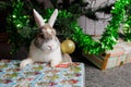 December 15, 2022 Balti, Moldova. Cute beautiful domestic rabbit under the Christmas tree. Background