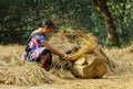 December 4, 2019 Bangladesh. Women farmer busy with harvesting. Women empowerment concept.