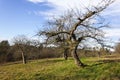 december blue sky with trees and clouds before approaching storm Royalty Free Stock Photo