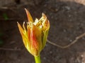 December flower buds ready to bloom in the yard