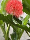 The December Flower in The Garden