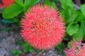 December flower, scadoxus multiflorus, bloodflower Royalty Free Stock Photo