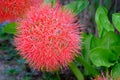 December flower, scadoxus multiflorus, bloodflower Royalty Free Stock Photo