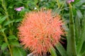December flower, scadoxus multiflorus, bloodflower. Beautiful, orange. Royalty Free Stock Photo