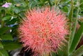 December flower, scadoxus multiflorus, bloodflower. Beautiful, orange. Royalty Free Stock Photo