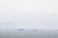 December fog with grey cattle Royalty Free Stock Photo