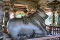 20 December 2021, largest Monolithic Nandi Statue at Hoysaleswara Temple, Glorious Nandi (Lord Shiva's bull)