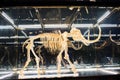 A wooly mammoth sealed in a glass case
