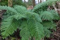 polystichum retrosopaleaceum, the narrow tassel fern Royalty Free Stock Photo