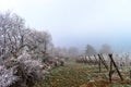 December in vineyards. Magic frozen branches covered by frost.