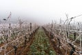 December in vineyards. Magic frozen branches covered by frost.