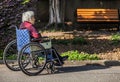 White-haired old man in a wheelchair Royalty Free Stock Photo