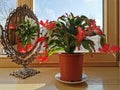 The Decembrist flower in pot admires its beauty in the mirror. Royalty Free Stock Photo