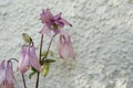 Pink colombines in front of a white plastered wall