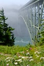 Deception Pass Bridge in fog and wildflowers. Royalty Free Stock Photo
