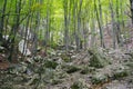 Decidous forest in the Cernei Mountains, Romania.