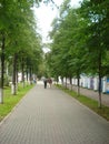 Deciduous alley. Near Tomsk State University. Bright summer day.