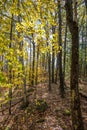 Deciduous autumn forest with young yellowed trees and fallen leaves are penetrated by the rays of the sun Royalty Free Stock Photo