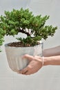 Deciduous bonsai with buds and thick trunk in a pot.