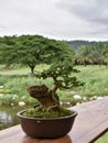 Deciduous bonsai with buds and thick trunk in a pot.