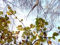 Deciduous branches and leafless trees Royalty Free Stock Photo