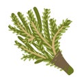 Deciduous broom for steaming in a bath. Vector illustration